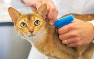 У Тайвані власників котів зобов’яжуть чипувати тварин: у разі відмови — штрафи до $477