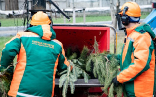 У Києві запрацюють 72 пункти прийому новорічних ялинки — перелік адрес