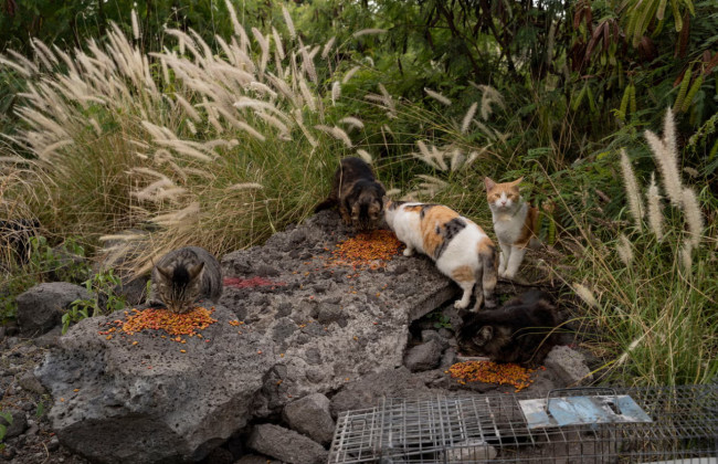 Боротьба з котами – на Гаваях заборонять годування диких тварин