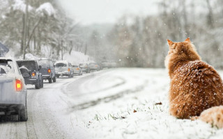 Сніг та ожеледиця на дорогах України – прогноз погоди на 28-29 грудня