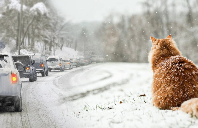 Сніг та ожеледиця на дорогах України – прогноз погоди на 28-29 грудня