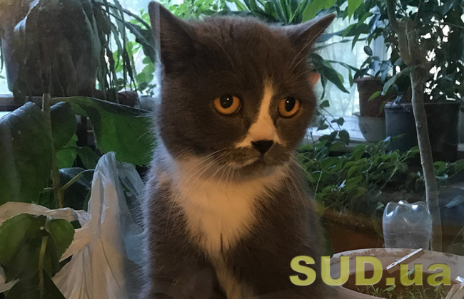 У Австралії місцева влада хоче запровадити комендантську годину для котів