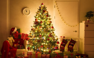 Попит на новорічні ялинки в Україні зменшився на 11%