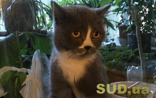 В Австралии местные власти хотят ввести комендантский час для кошек