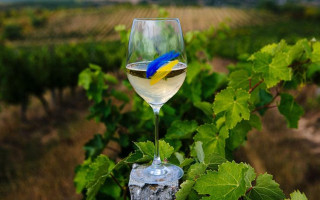Вино по-європейськи: які нові вимоги для виноробів запрацюють в Україні з 2026 року