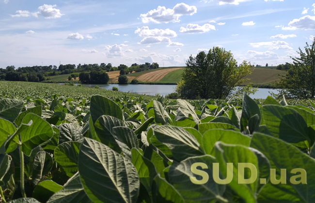 Земельный спор между родными сестрами относительно прохода через участок — что решил суд