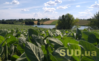 Земельний спір між рідними сестрами щодо проходу через ділянку — що вирішив суд