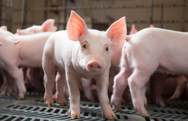 Для работы с сельскохозяйственными животными ввели сертификат — как его получить