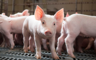 Для роботи з сільгосптваринами запровадили сертифікат — як його отримати