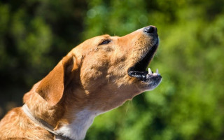 У Британії чоловіка оштрафували на 3750 фунтів через постійний гавкіт собаки