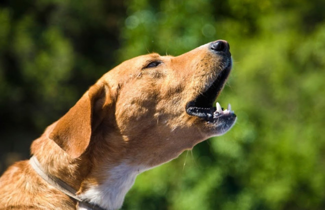 У Британії чоловіка оштрафували на 3750 фунтів через постійний гавкіт собаки