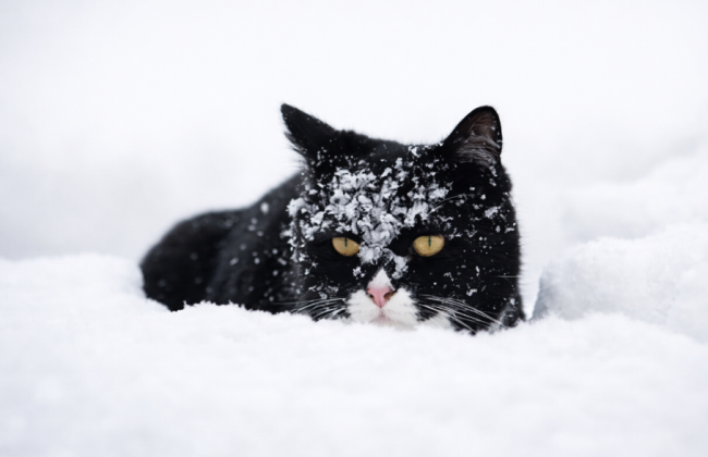 Зима берет реванш: с 6 января Украину накроет снег, а температура опустится до -17