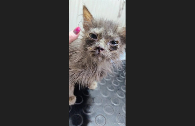 В Киевской области 18-летняя девушка швырнула котенка об стену – животное спасли волонтеры