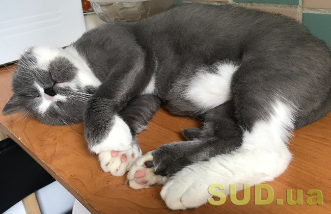 В Калифорнии приняли закон о запрете удаления когтей у котов