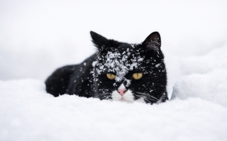 Зима бере реванш: з 6 січня Україну накриє сніг, а температура опуститься до -17