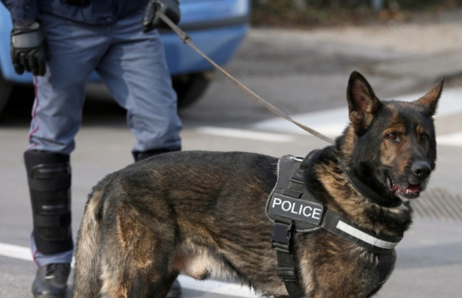 В Великобритании отправили за решетку мужчину, который ударил служебную полицейскую собаку