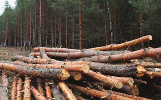 Помічник лісничого має відшкодувати майже 3,5 млн грн за незаконну вирубку — суд виніс вирок