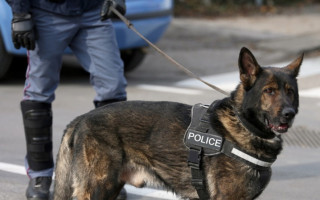 У Британії відправили за ґрати чоловіка, який вдарив службового поліцейського собаку