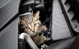 Водителей призывают проверять автомобили перед поездкой — там могут прятаться кошки
