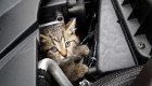 Водіїв закликають перевіряти автомобілі перед поїздкою – там можуть ховатися коти