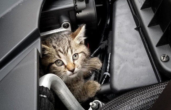 Водіїв закликають перевіряти автомобілі перед поїздкою – там можуть ховатися коти