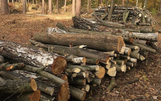 На фоне энергетического кризиса «Леса Украины» накопили более 220 тысяч кубометров дров