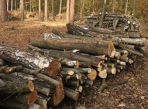 На тлі енергетичної кризи «Ліси України» накопичили понад 220 тисяч кубометрів дров