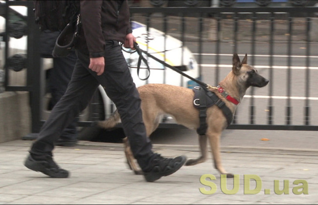 Рада уточнила правила: тварин можна тримати на прив’язі не більше 12 годин — далі обов’язковий вигул