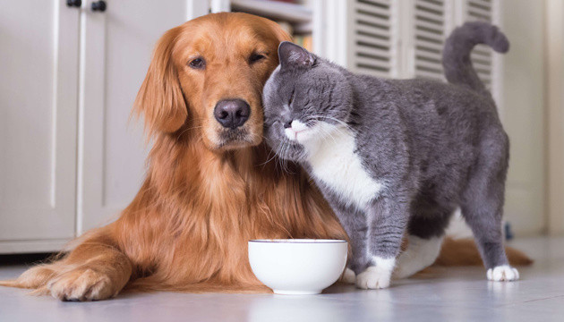 Продаж, вигул та хірургічні операції по-новому – Рада підтримала за основу законопроєкт про посилення захисту домашніх тварин