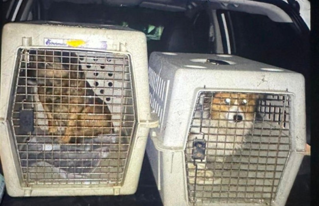 Поліція розслідує жорстоке поводження з тваринами на Львівщині: чоловік силоміць заливав собакам алкоголь