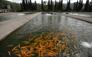 Аукціони та нові робочі місця – Рада готує закон для стимулювання інвестицій у рибне господарство