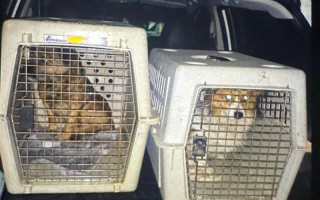 Поліція розслідує жорстоке поводження з тваринами на Львівщині: чоловік силоміць заливав собакам алкоголь