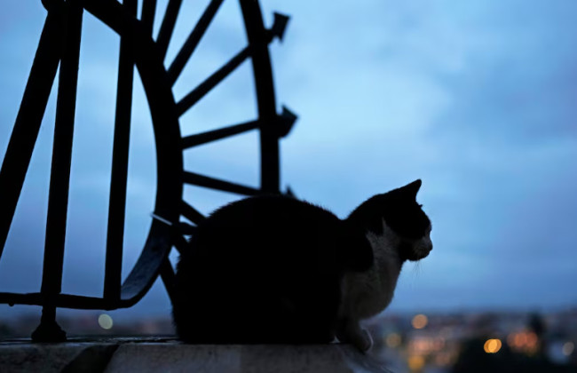 Домашние животные — не дети: суд решил судьбу четырех котов бывших сожителей