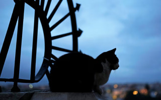 Домашние животные — не дети: суд решил судьбу четырех котов бывших сожителей