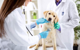 Украина переходит на новые правила ветеринарной медицины по нормам ЕС — Зеленский подписал закон