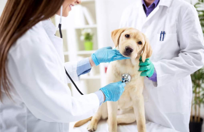 Україна переходить на нові правила ветеринарної медицини за нормами ЄС — Зеленський підписав закон