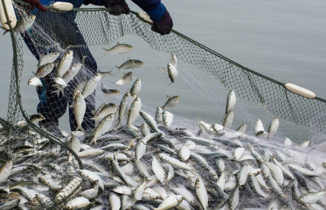 Верховная Рада готовит перезагрузку рыбного хозяйства: что изменит законопроект