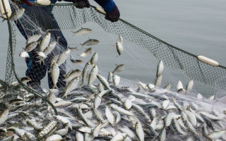 Верховная Рада готовит перезагрузку рыбного хозяйства: что изменит законопроект