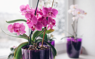 Как ухаживать за комнатными растениями зимой при отсутствии отопления дома — советы специалистов