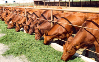 Кабмін затвердив програму розвитку тваринництва до 2033 року: що вона передбачає