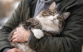 Мужчина взял больничный из-за смерти кошки, но его уволили — это решение обошлось работодателю в 40000 евро