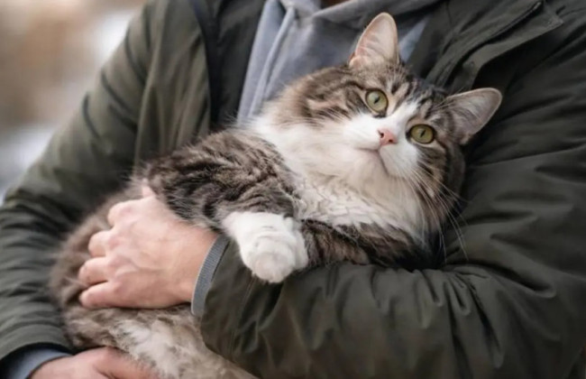 Чоловік взяв лікарняний через смерть кішки, але його звільнили — це рішення обійшлося роботодавцю у 40000 євро