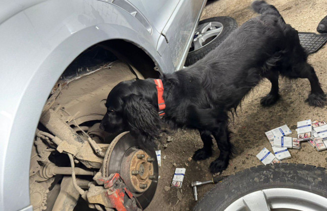 Службовий спанієль на кордоні з Угорщиною виявив тайники з понад 1,6 тисячами пачок сигарет