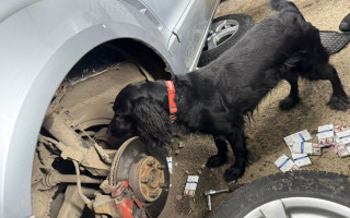 Службовий спанієль на кордоні з Угорщиною виявив тайники з понад 1,6 тисячами пачок сигарет