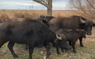 На Одещині в дельті Дунаю випустили буйволів, які мають захистити острів Білгородський від пожеж