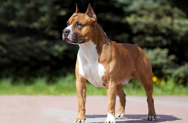 Шкода, завдана твариною особі чи майну, підлягає повному відшкодуванню її власником — суд