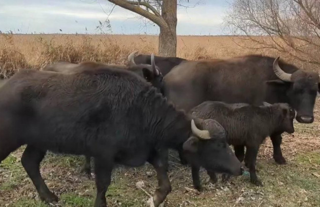 В Одесской области в дельте Дуная выпустили буйволов, которые должны защитить остров Белгородский от пожаров