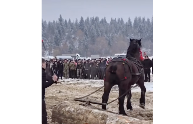 Поліція розслідує можливе жорстоке поводження з тваринами на кінному фестивалі на Франківщині