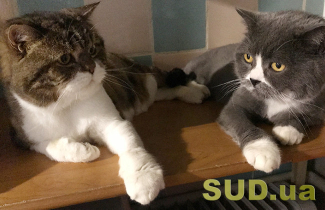 Домашних животных можно будет передавать по завещанию: Украина обновляет Гражданский кодекс