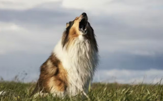 У США чоловік отримав штраф за гавкіт собаки